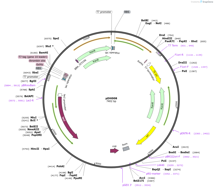 157643-plasmid-map-sequence-id-327984