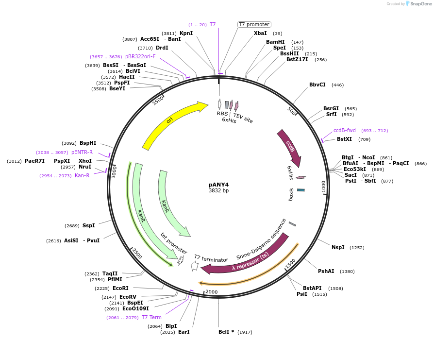 164897-plasmid-map-sequence-id-327986
