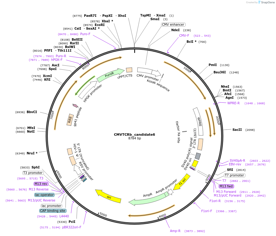 165002-plasmid-map-sequence-id-327988