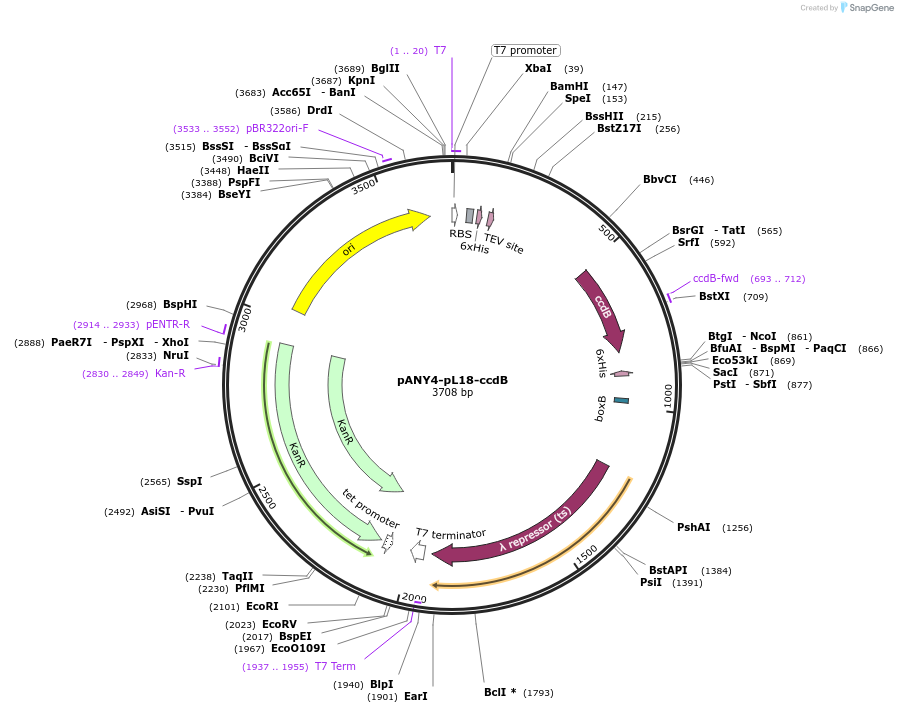 164898-plasmid-map-sequence-id-327989
