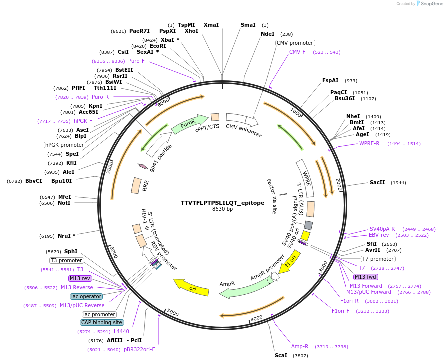 165021-plasmid-map-sequence-id-327994