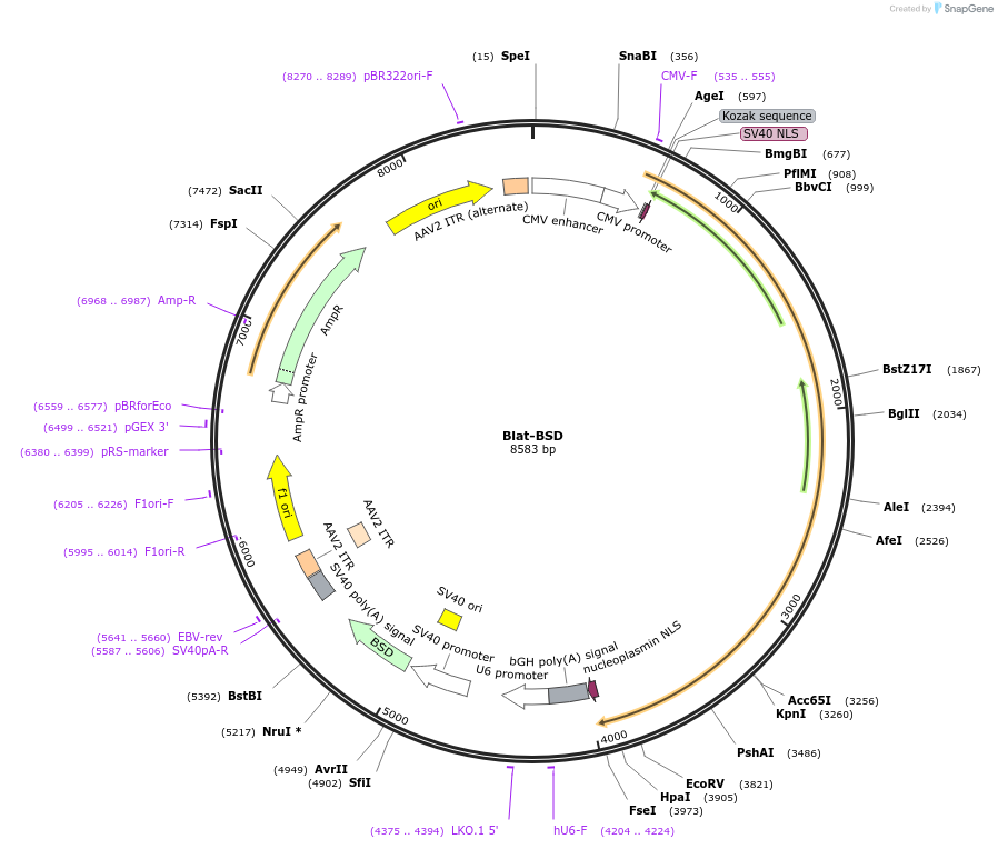 163791-plasmid-map-sequence-id-328000