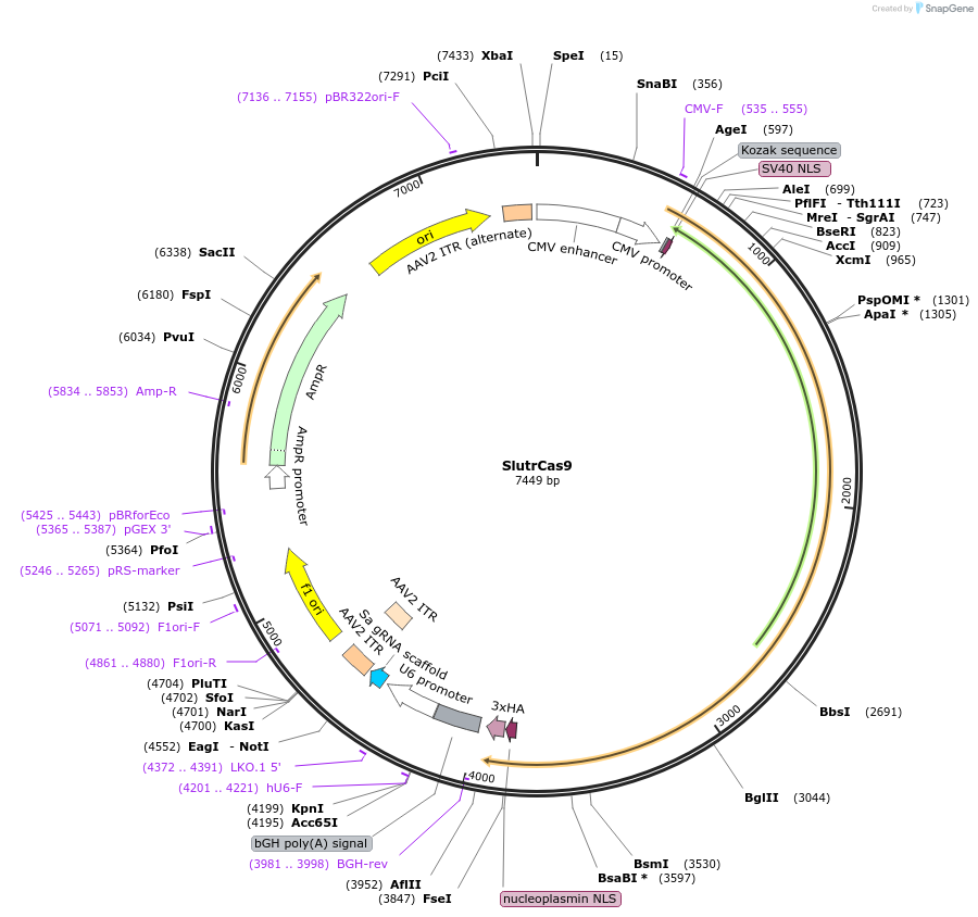 163795-plasmid-map-sequence-id-328001