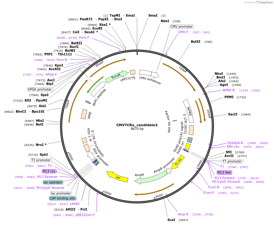 164997-plasmid-map-sequence-id-328005