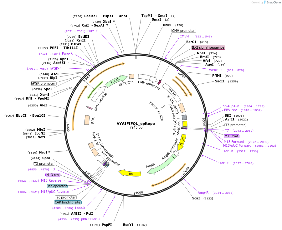165018-plasmid-map-sequence-id-328006
