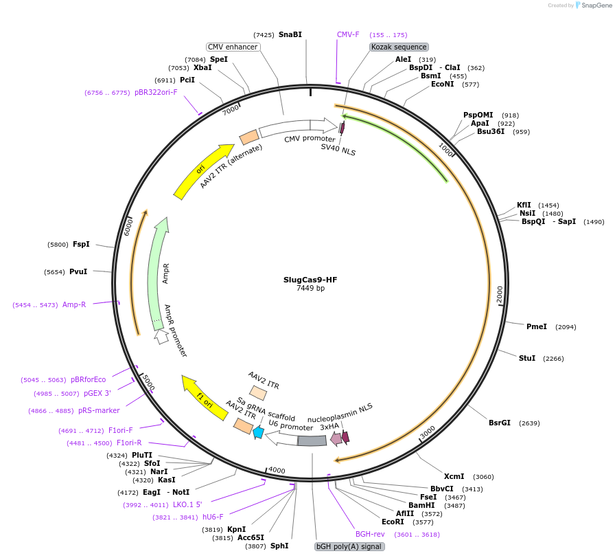 163796-plasmid-map-sequence-id-328007