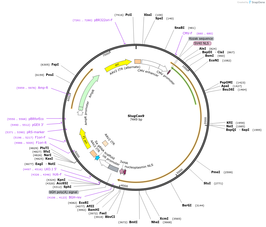 163793-plasmid-map-sequence-id-328009