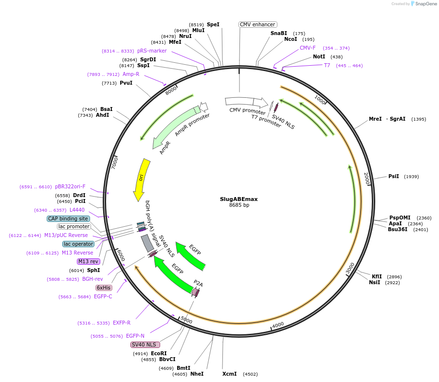163798-plasmid-map-sequence-id-328010