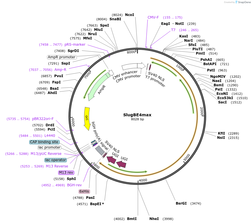 163799-plasmid-map-sequence-id-328011