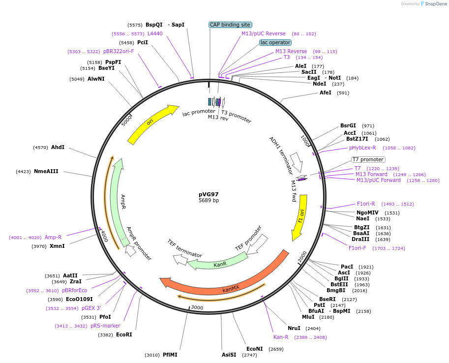 164849-plasmid-map-sequence-id-328012