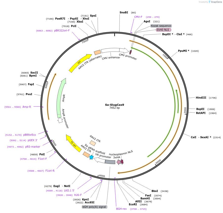 163797-plasmid-map-sequence-id-328013