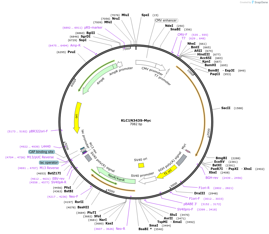166963-plasmid-map-sequence-id-328014