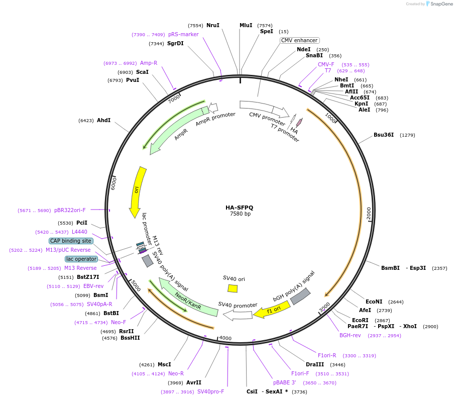 166959-plasmid-map-sequence-id-328018