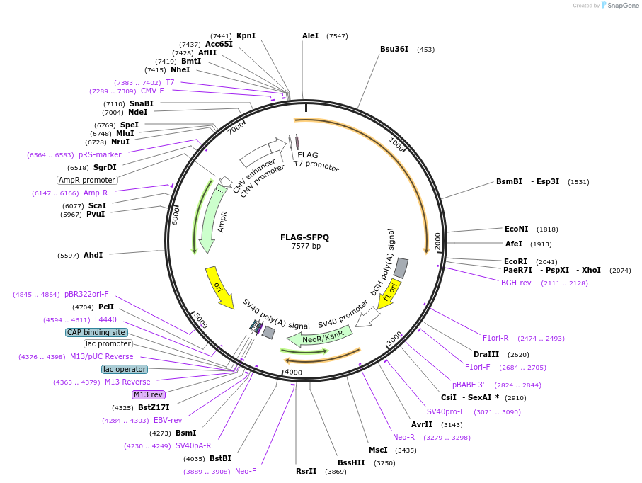 166960-plasmid-map-sequence-id-328022