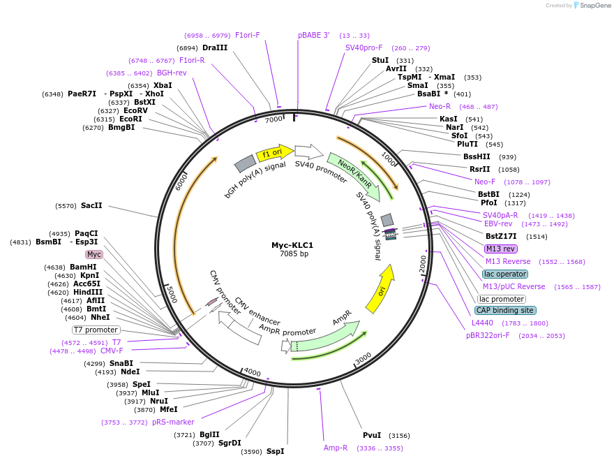 166964-plasmid-map-sequence-id-328023