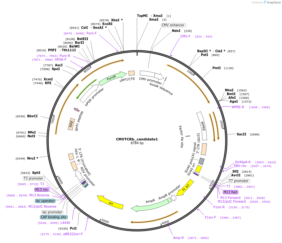 164996-plasmid-map-sequence-id-328028