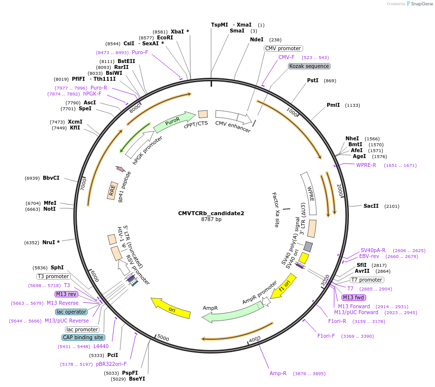 164998-plasmid-map-sequence-id-328031
