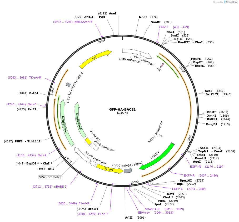 165032-plasmid-map-sequence-id-328048