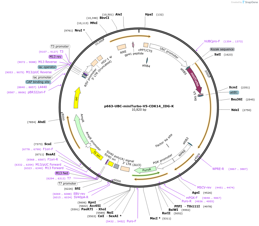158172-plasmid-map-sequence-id-328049