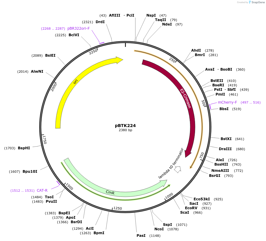 110590-plasmid-map-sequence-id-328051