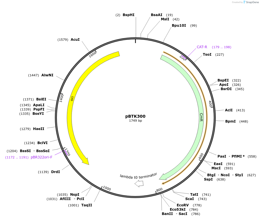 110592-plasmid-map-sequence-id-328052
