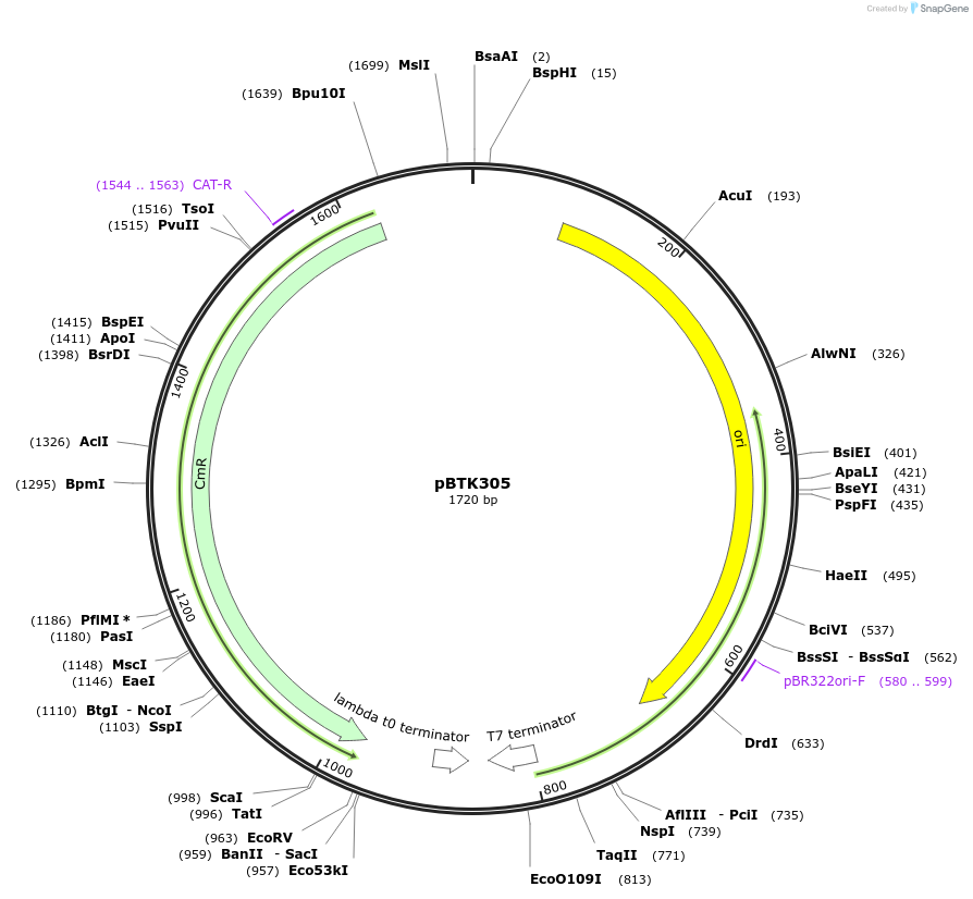 110594-plasmid-map-sequence-id-328053