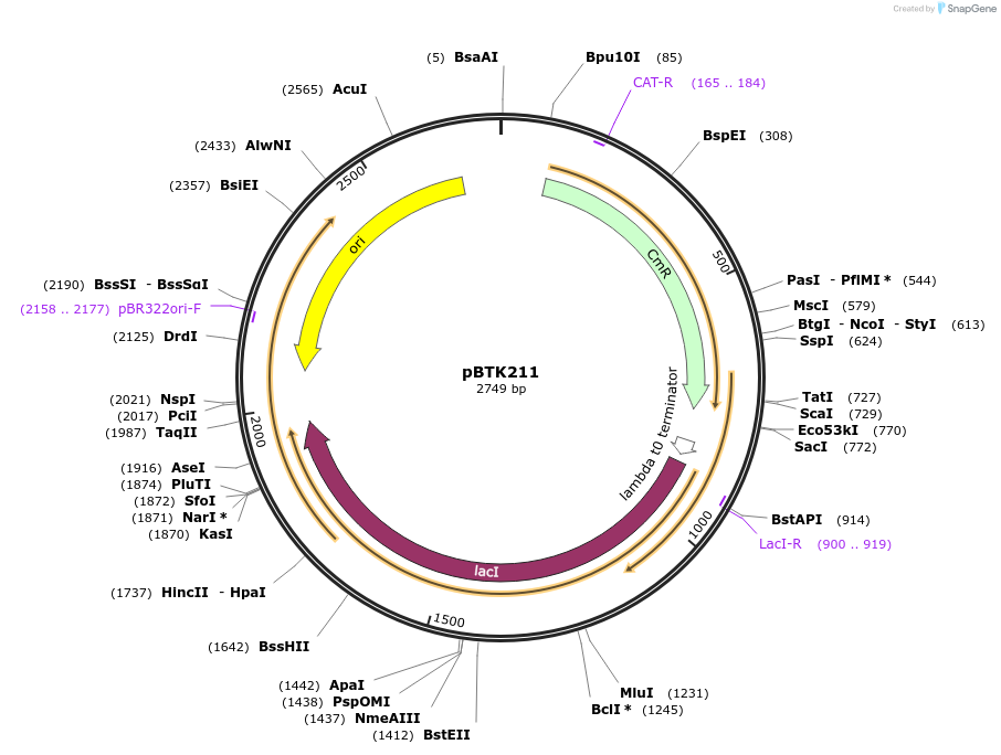 110595-plasmid-map-sequence-id-328054