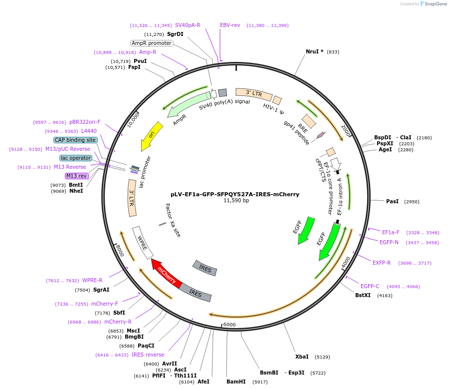 166951-plasmid-map-sequence-id-328064