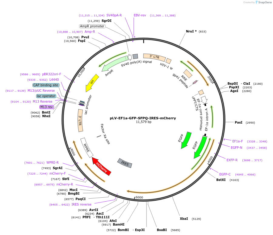 166950-plasmid-map-sequence-id-328066
