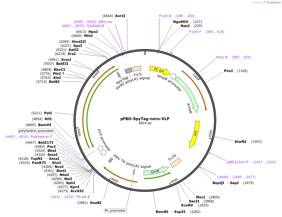 165989-plasmid-map-sequence-id-328069