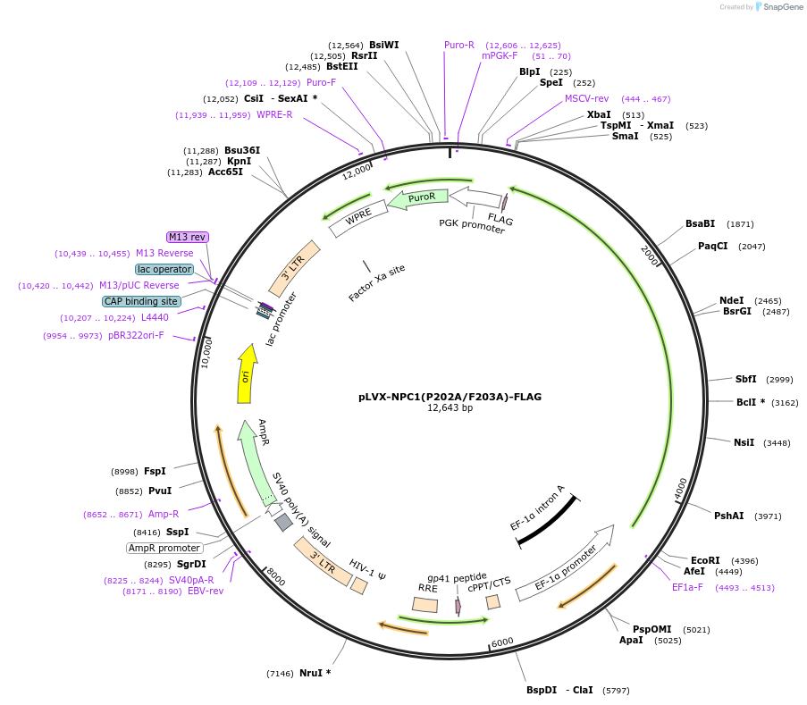164976-plasmid-map-sequence-id-328078