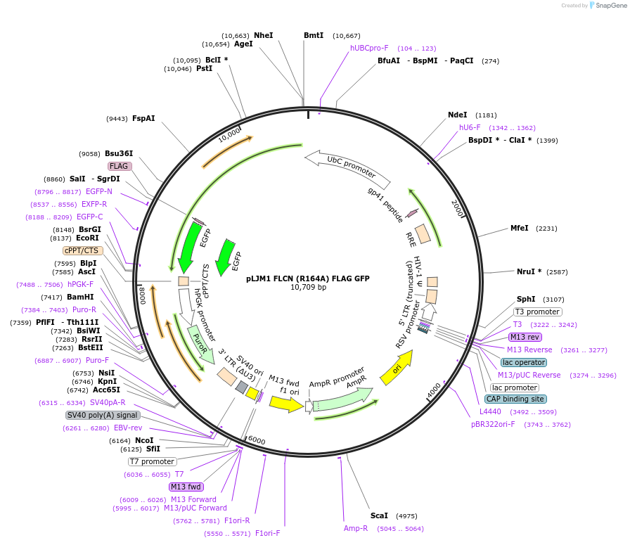 164980-plasmid-map-sequence-id-328079