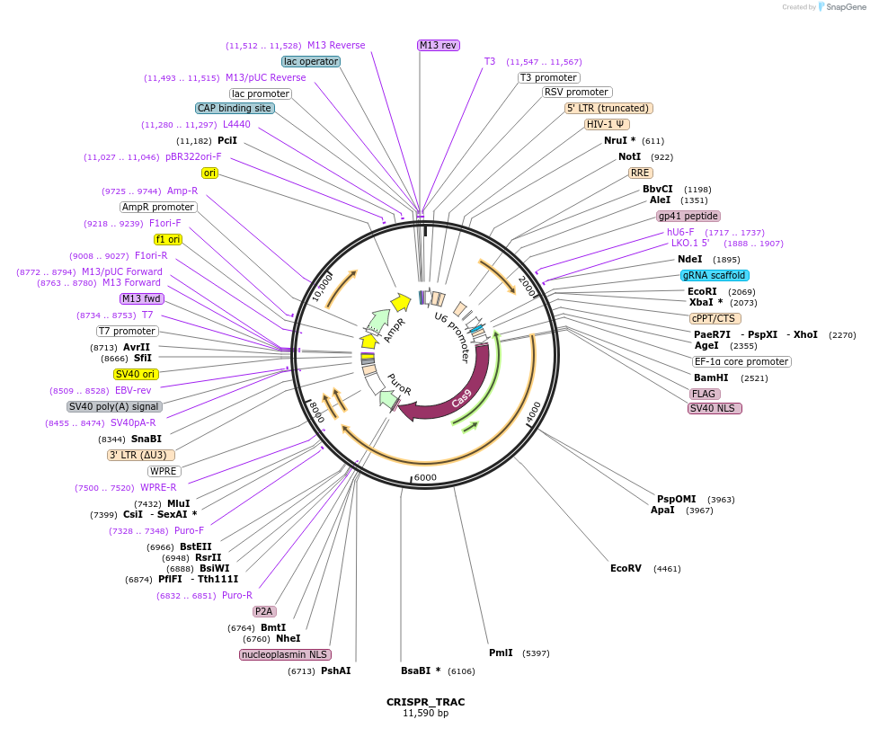 164993-plasmid-map-sequence-id-328083