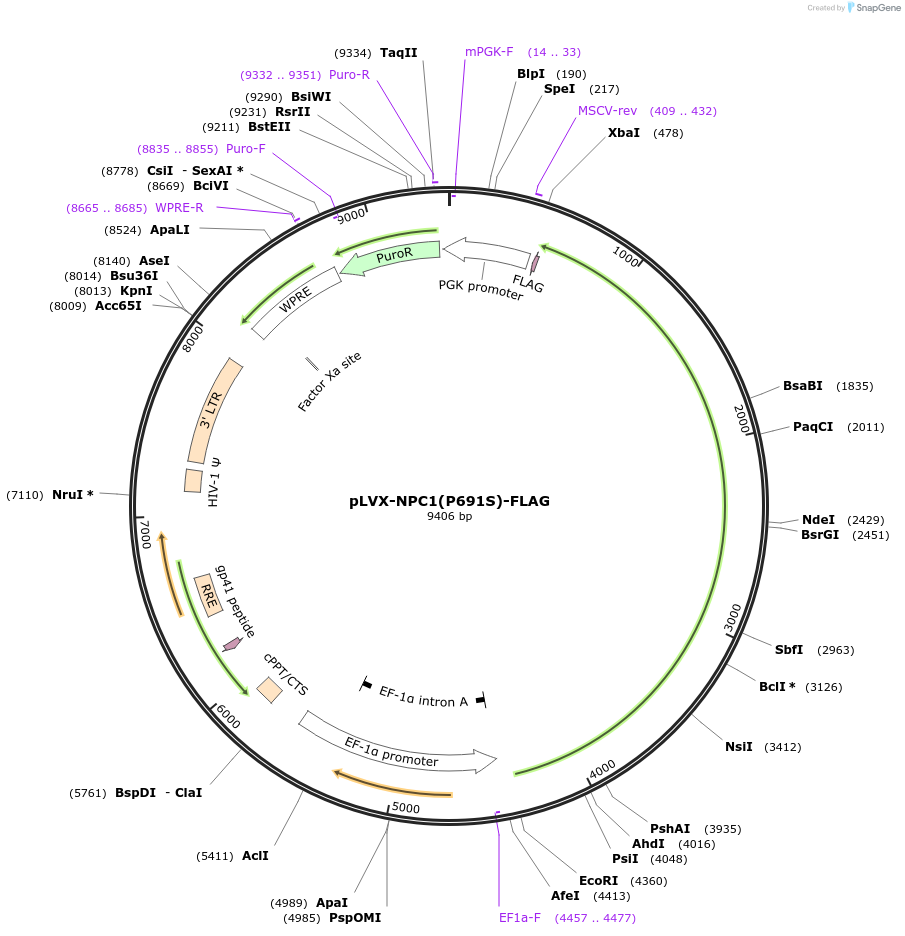 164973-plasmid-map-sequence-id-328085