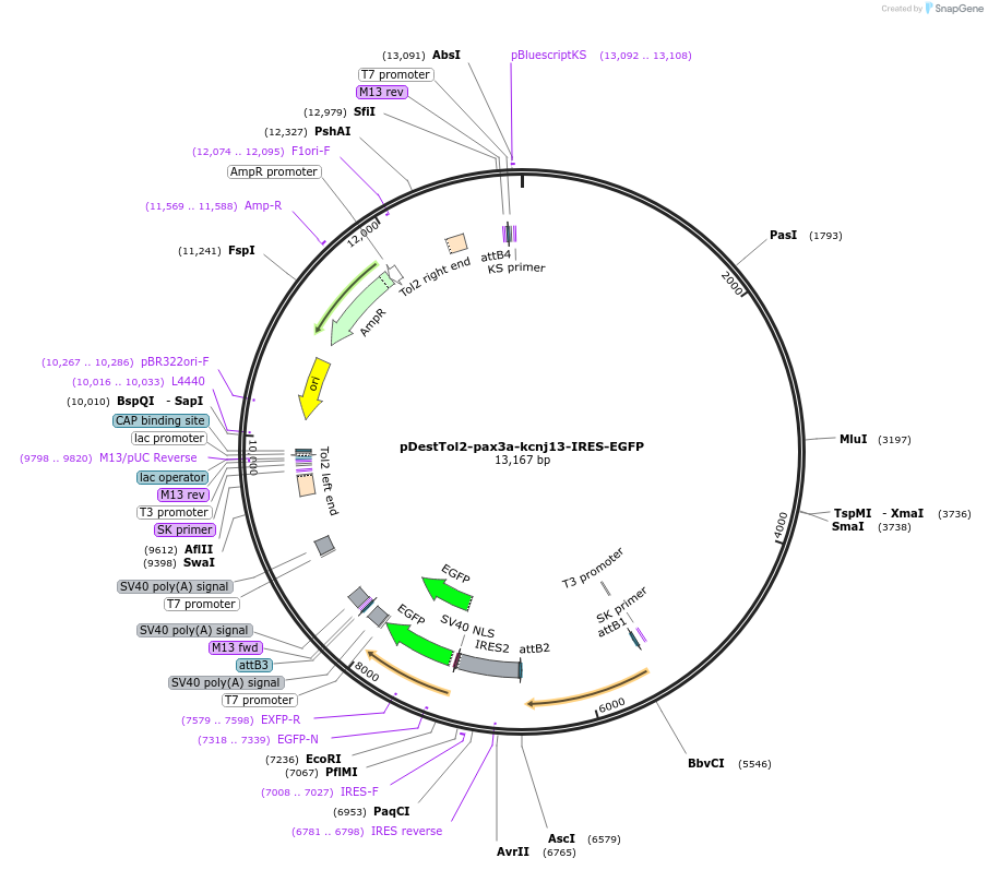 164950-plasmid-map-sequence-id-328089