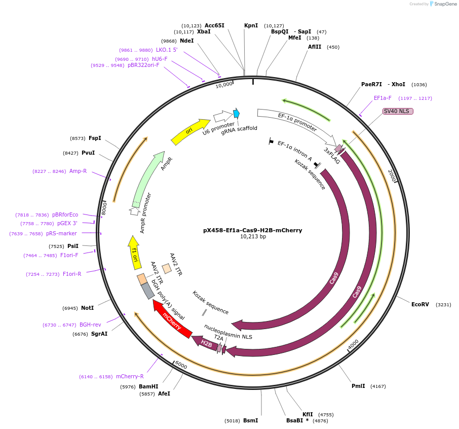 159655-plasmid-map-sequence-id-328109