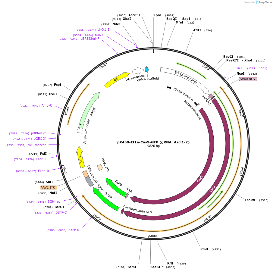 159657-plasmid-map-sequence-id-328123