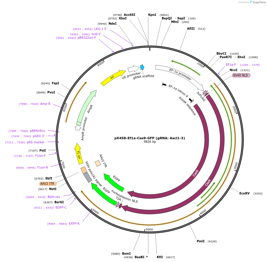 159658-plasmid-map-sequence-id-328124