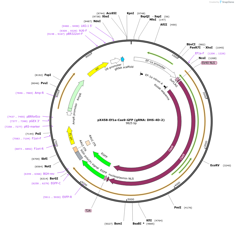 159663-plasmid-map-sequence-id-328129
