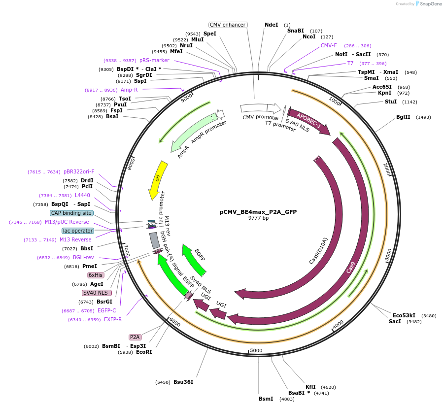 112099-plasmid-map-sequence-id-328143