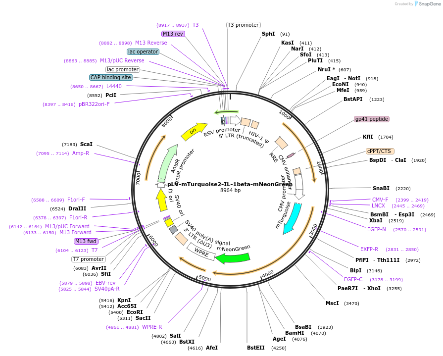 166783-plasmid-map-sequence-id-328156