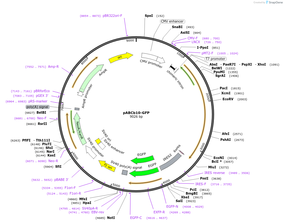 19031-plasmid-map-sequence-id-328168