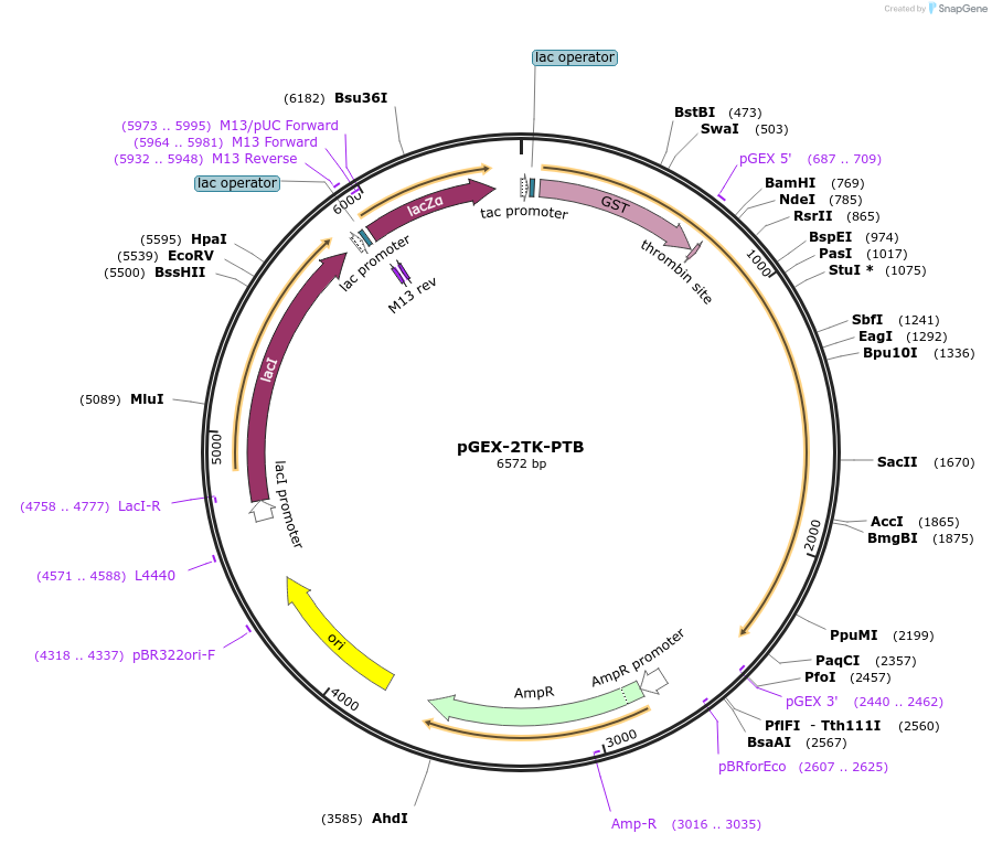 21929-plasmid-map-sequence-id-328169