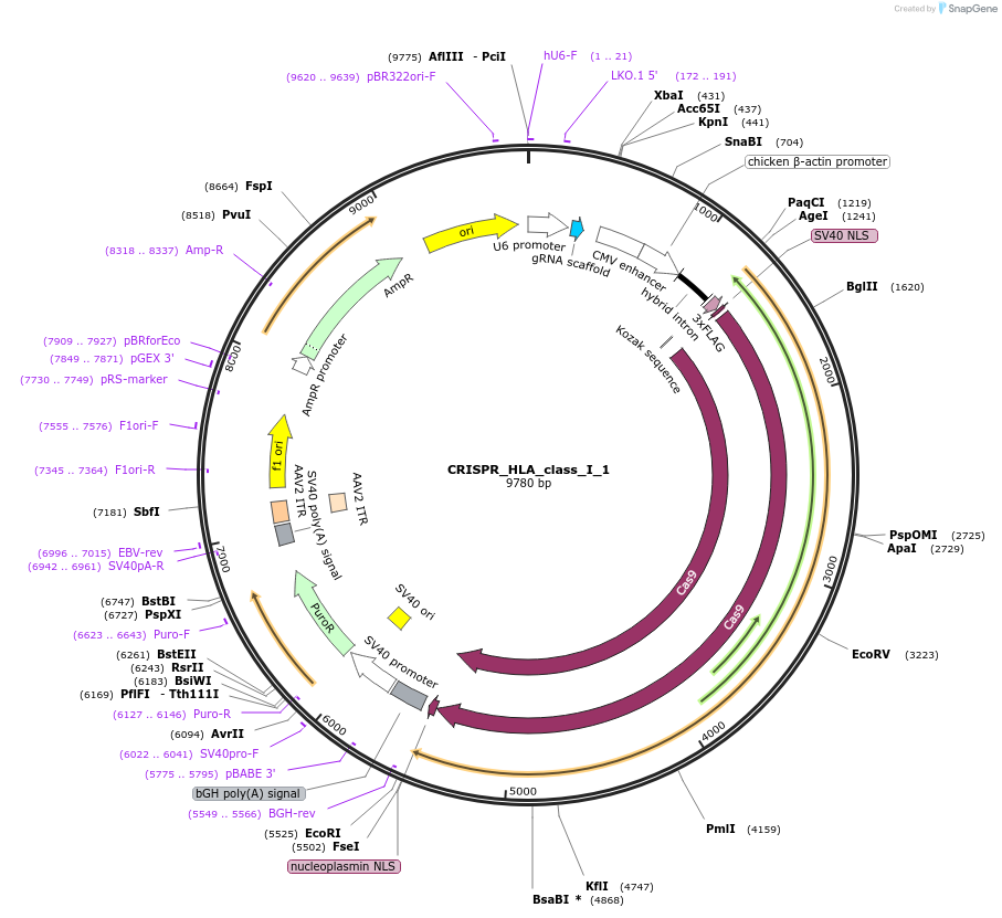 164986-plasmid-map-sequence-id-328200