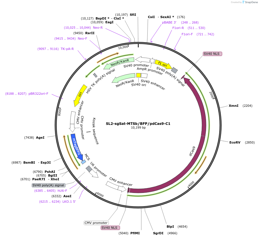162761-plasmid-map-sequence-id-328207