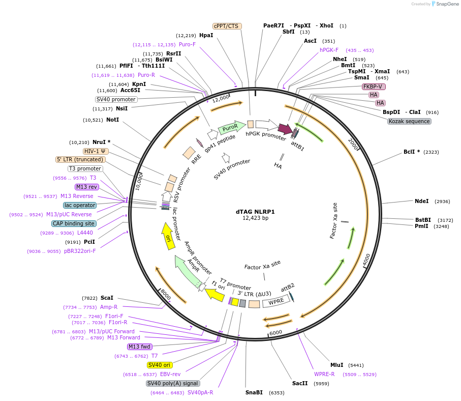166825-plasmid-map-sequence-id-328210