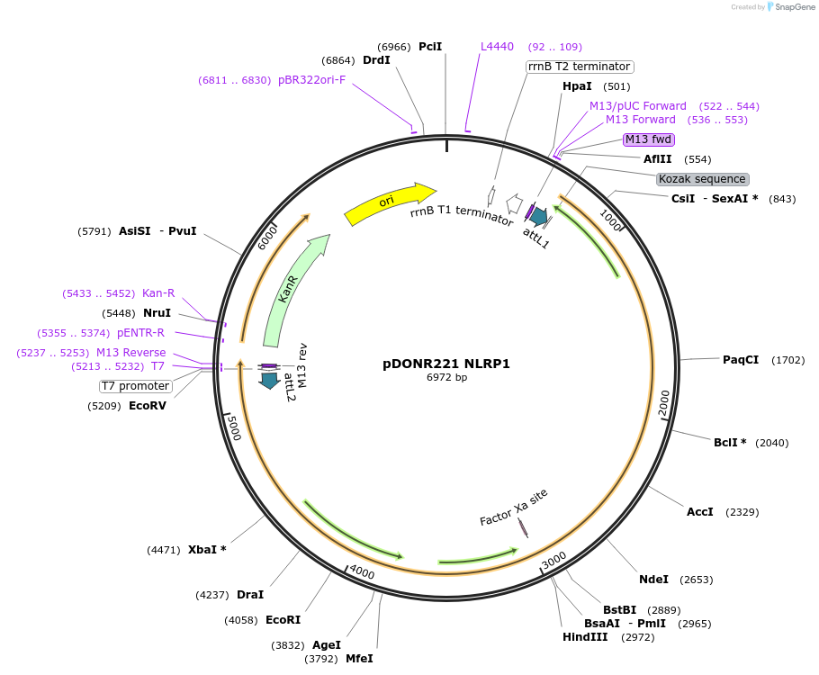 166823-plasmid-map-sequence-id-328213