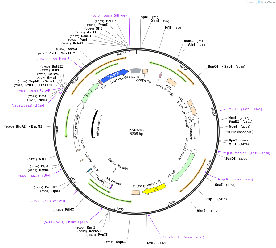 169235-plasmid-map-sequence-id-328218