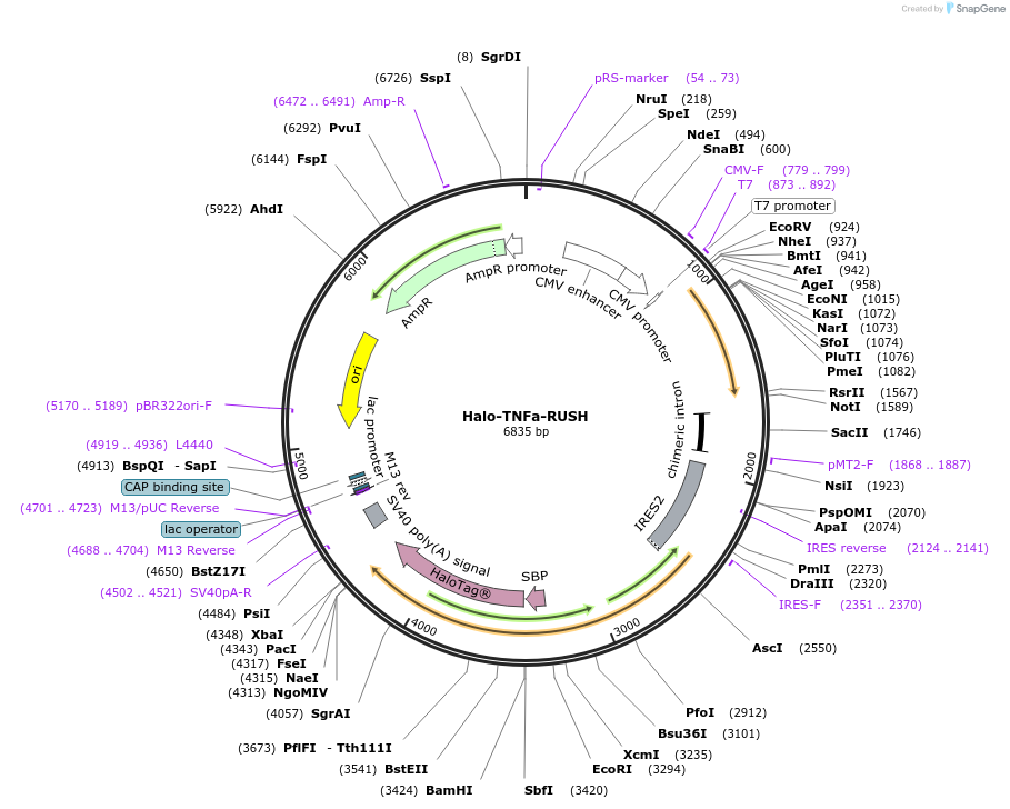 166901-plasmid-map-sequence-id-328219