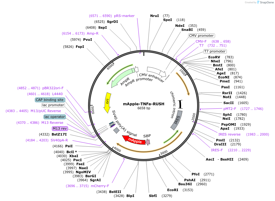 166902-plasmid-map-sequence-id-328221